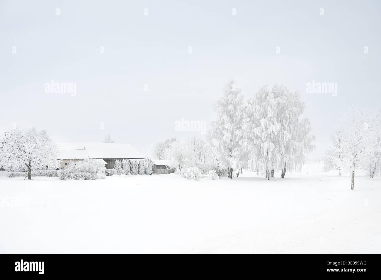 Campagna innevata con alberi ghiacciati, Lituania Foto Stock