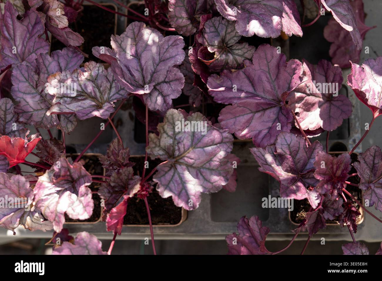 Campane coralline viola Heuchera piante di fogliame all'esposizione di vendita del mercato vivaistico Foto Stock