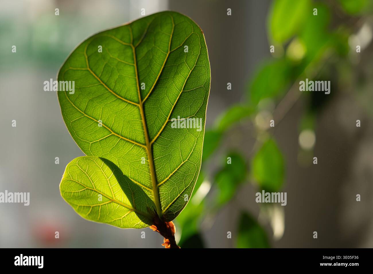Ficus lyrata pianta di fichi a foglia di violino che mostra una grande foglia verde con venature prominenti, illuminata da una luce naturale brillante, che rappresenta un sano giardinaggio interno ed eleganza botanica Foto Stock