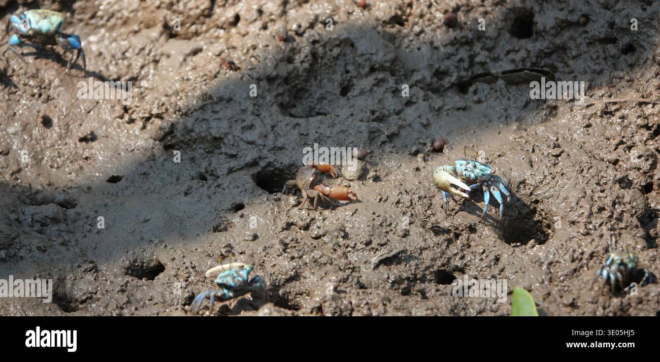 Granchi/creature di marea Foto Stock