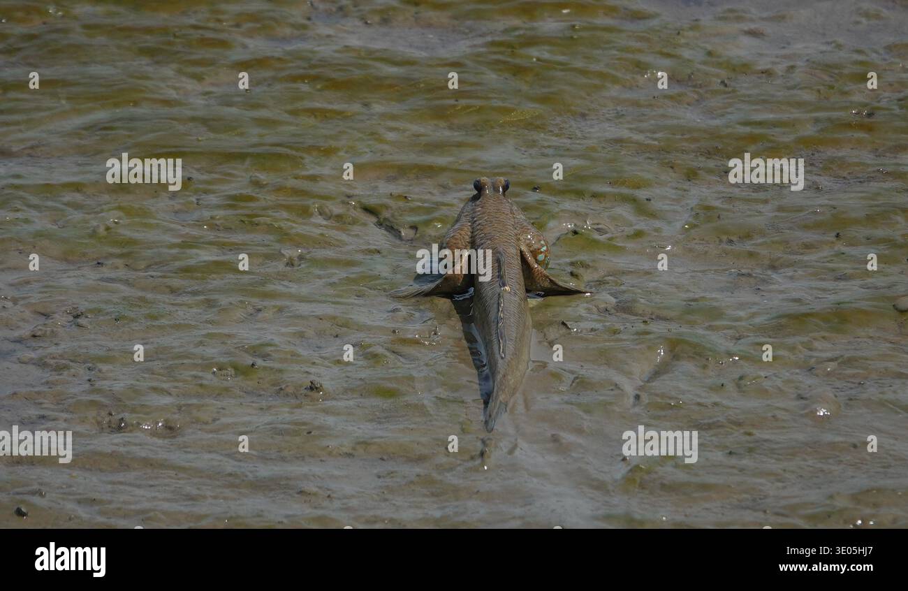 Skipper di fango/creature mareali Foto Stock