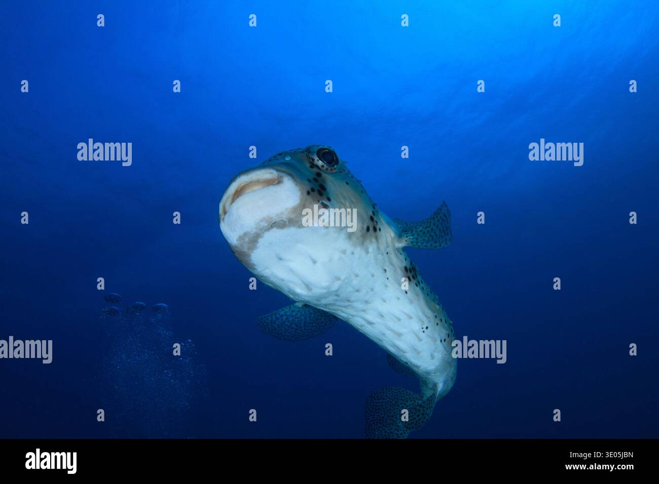 Primo piano di un curioso pesce spinoso in mezzo all'oceano, osservando. Foto Stock