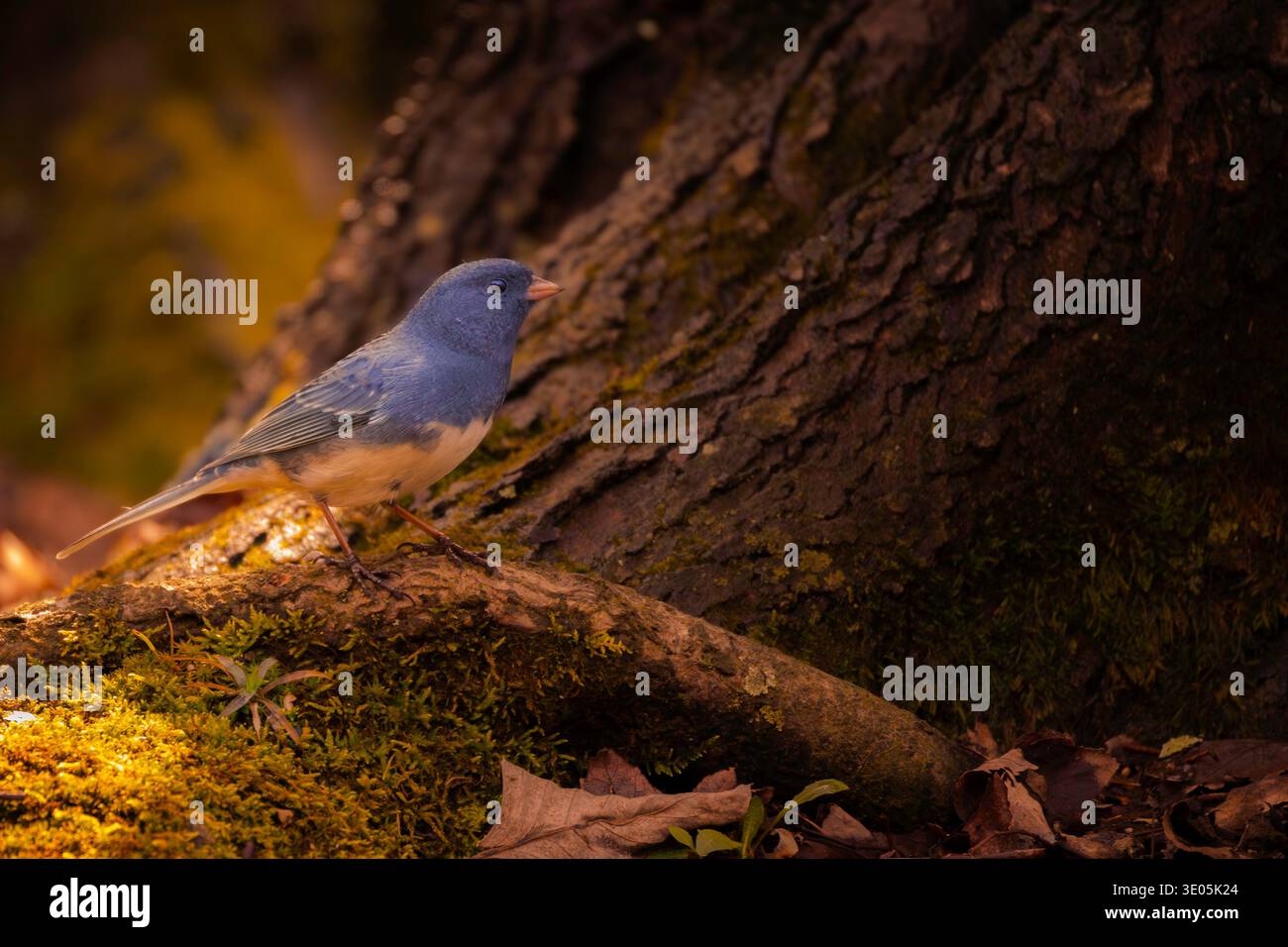 Una junco dagli occhi scuri si ferma in un punto di luce calda su un tronco di albero coperto di muschio. Luci calde e ombre fredde. Foto Stock
