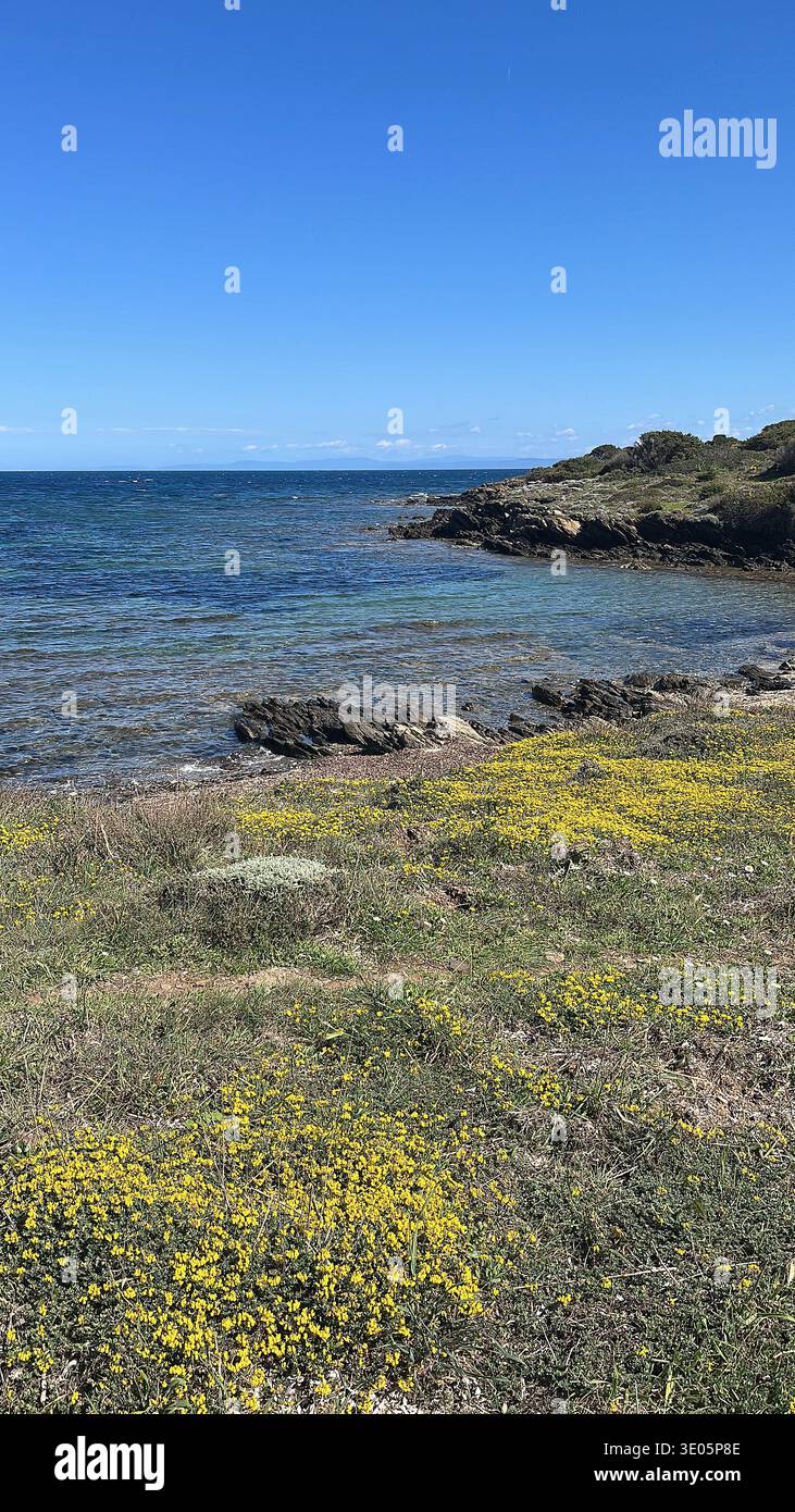 Pesce stellato, penta starfis, placenta di Peltaster e scuba diving che si affacciano sul Mar Mediterraneo, Alghero, Sardegna, Italia Foto Stock