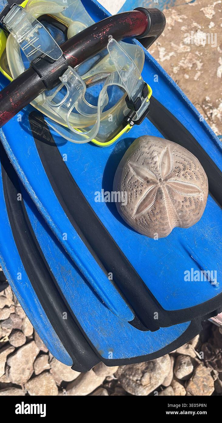 Ricci di mare, pinne blu e maschera subacquea gialla Spatangus purpureus, un genere di ricci cardiaci della famiglia Spatangidae. Sardegna, Italia Foto Stock