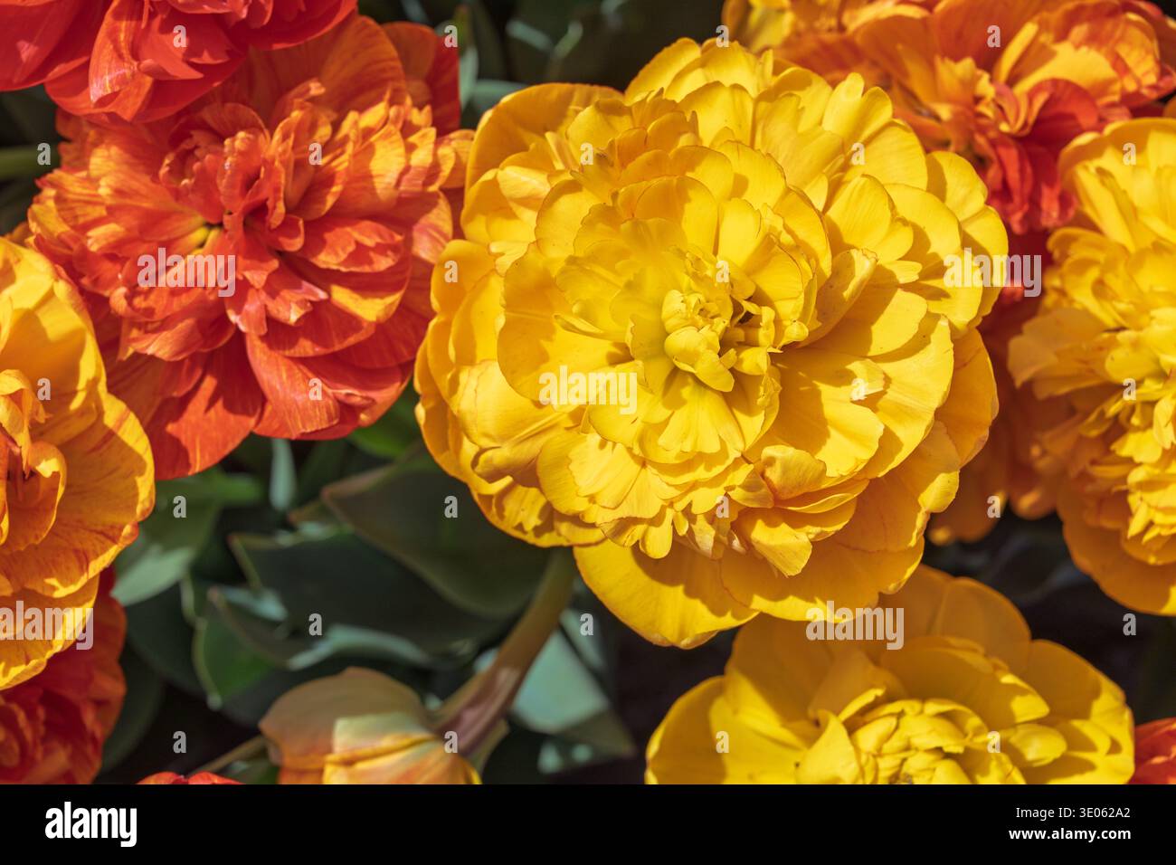 Radiant Double Tulips in pieno fiore, Paesi Bassi Una Sinfonia di tonalità giallo e arancione Foto Stock