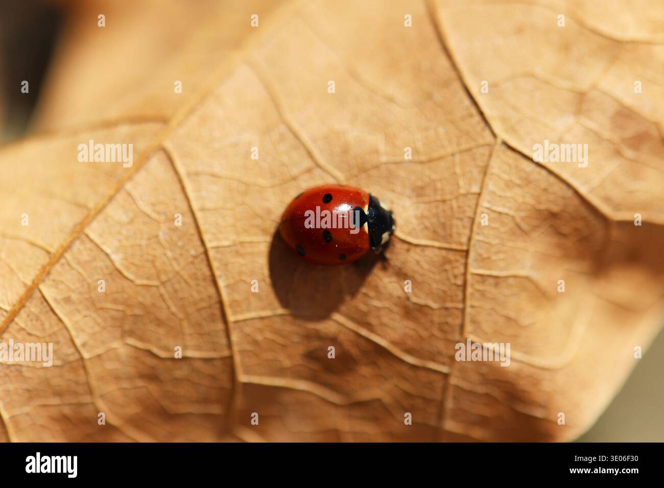 Foto ravvicinata di un ladybird in sette punti su una foglia asciutta e caduta all'inizio della primavera Foto Stock