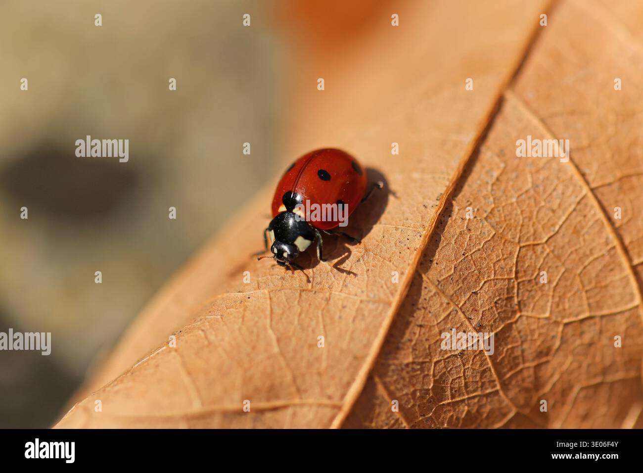Foto ravvicinata di un ladybird in sette punti su una foglia asciutta e caduta all'inizio della primavera Foto Stock