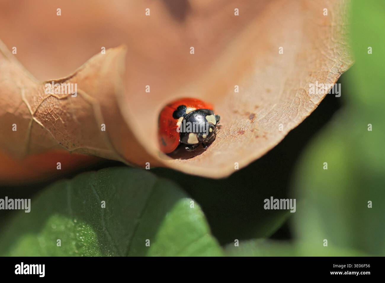 Foto ravvicinata di un ladybird in sette punti su una foglia asciutta e caduta all'inizio della primavera Foto Stock