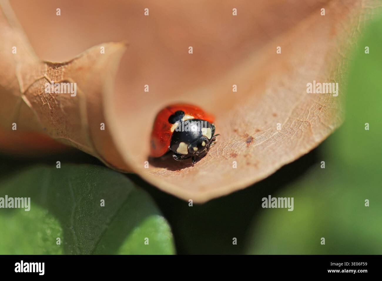 Foto ravvicinata di un ladybird in sette punti su una foglia asciutta e caduta all'inizio della primavera Foto Stock