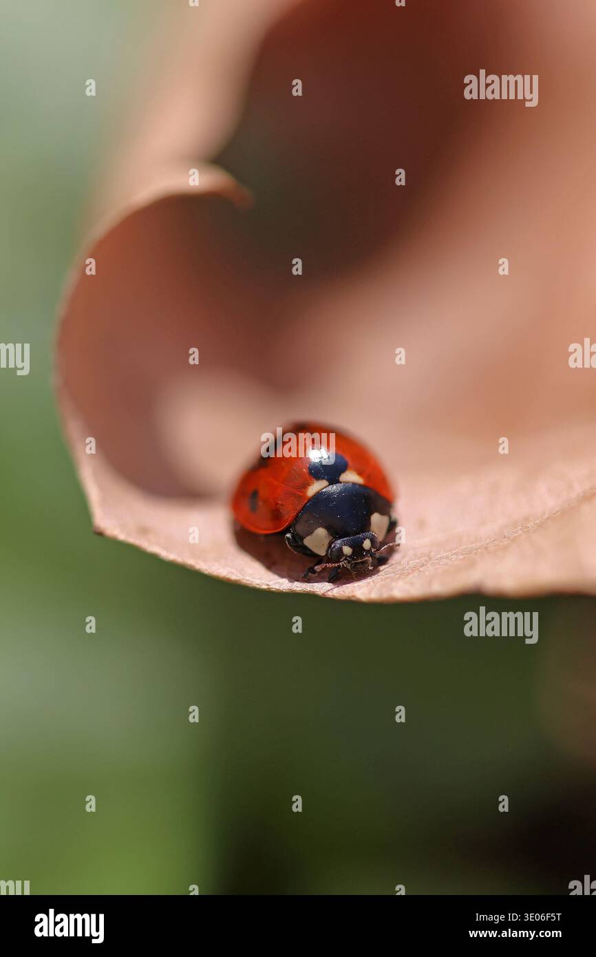 Foto ravvicinata di un ladybird in sette punti su una foglia asciutta e caduta all'inizio della primavera Foto Stock