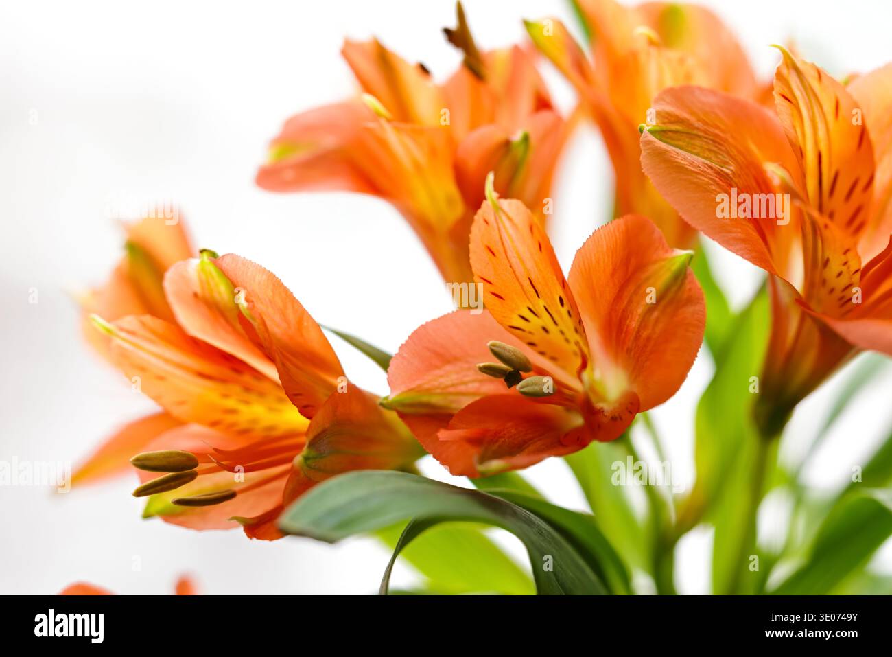 Morbido primo piano di fiori di alstroemeria arancione e foglie verdi isolate sul bianco, ideale per temi floreali, design stagionale e sfondi naturali. Foto Stock