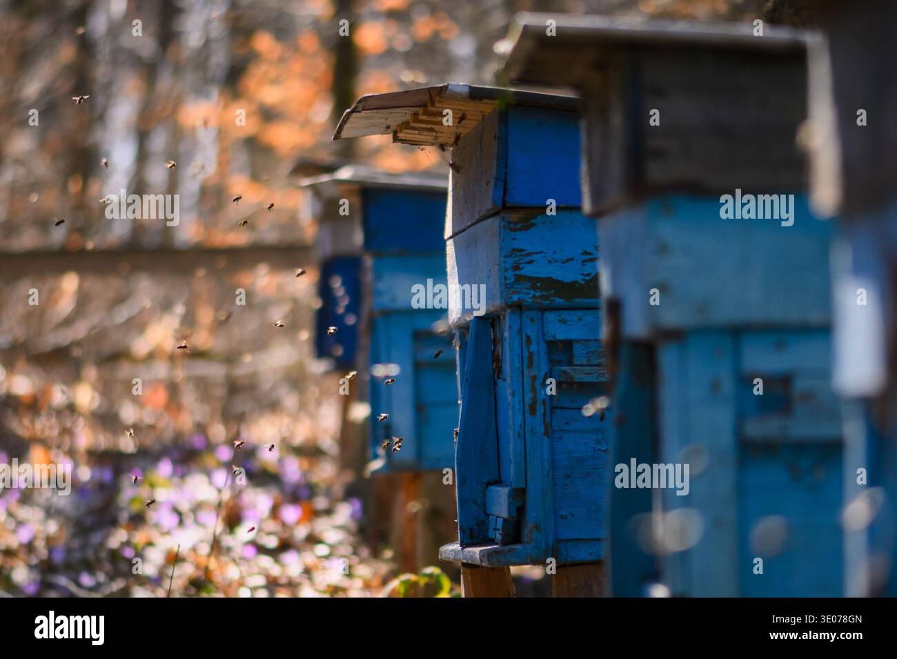 Alveari colorati in piedi nella foresta che si radura durante la calda luce del sole primaverile. Apicoltura, casse apiarie, agricoltura rurale, produzione di miele Foto Stock