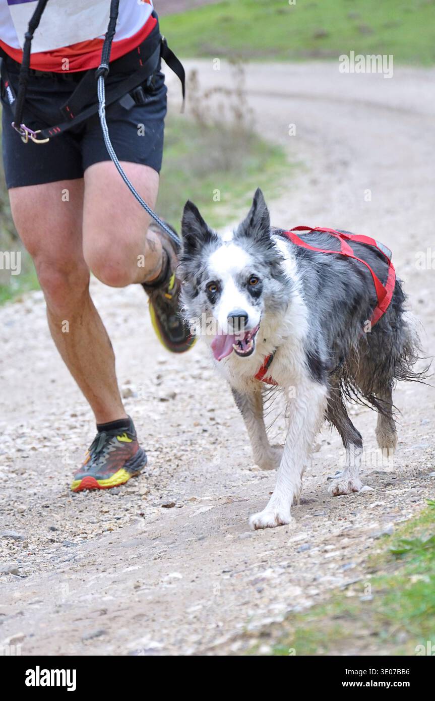 Uomo che corre con il suo cane durante una corsa di canicross Foto Stock