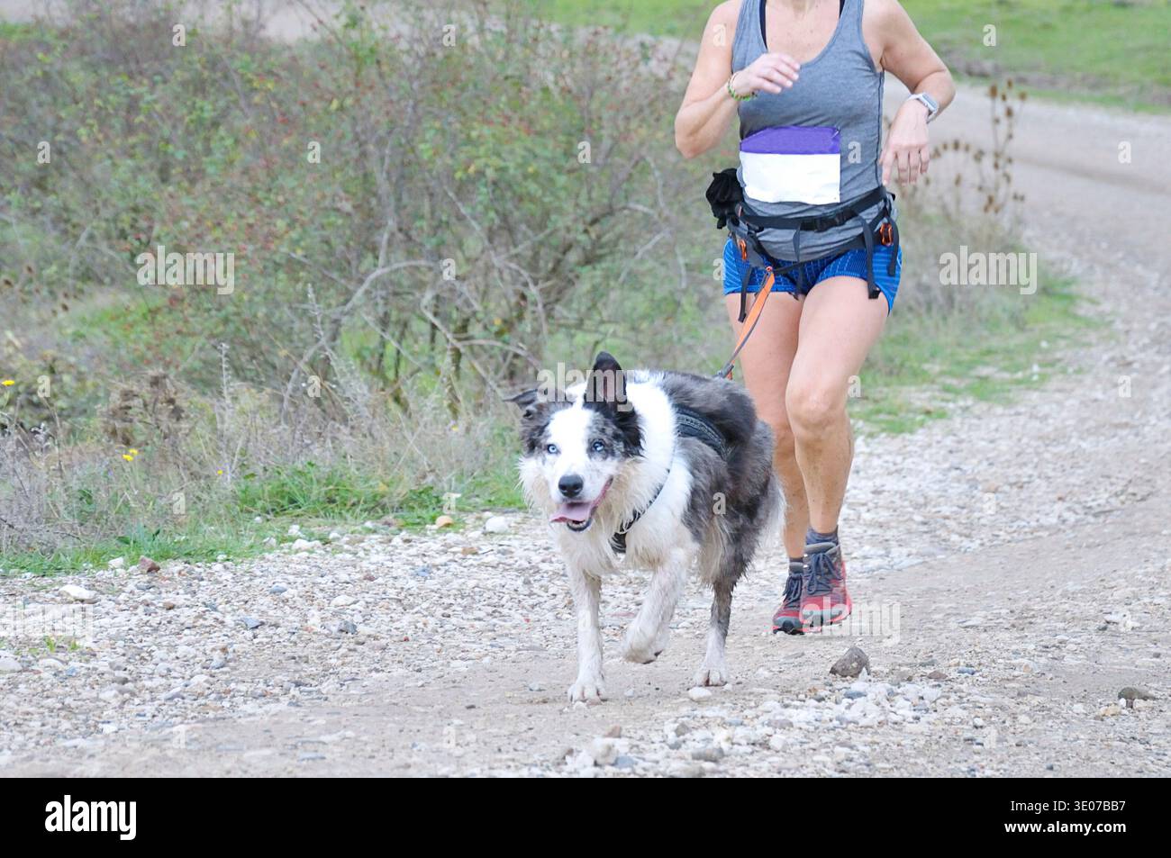 Donna che corre con il suo cane durante una gara di canicross Foto Stock