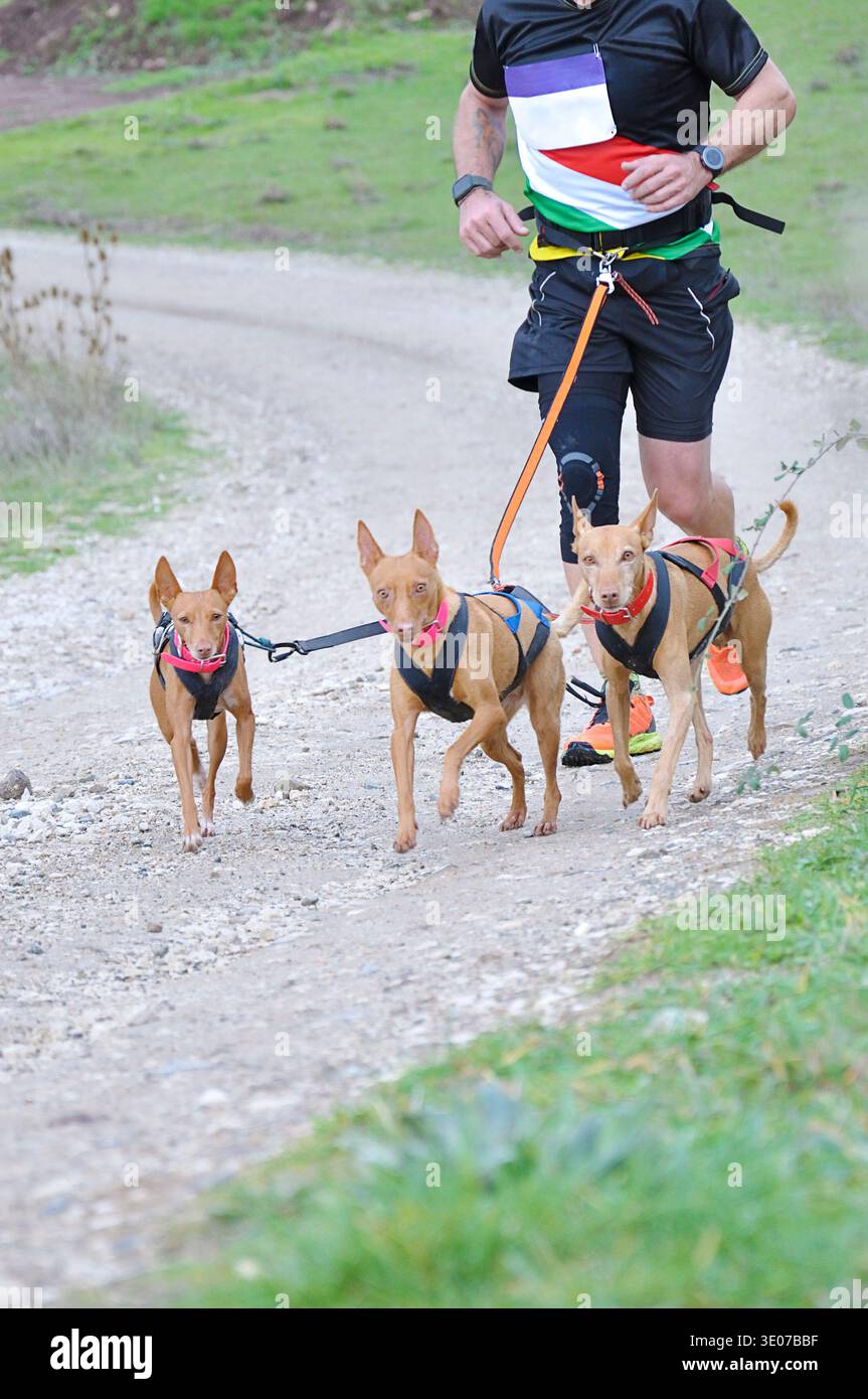 Tre cani e un uomo che partecipano a una corsa di canicross Foto Stock