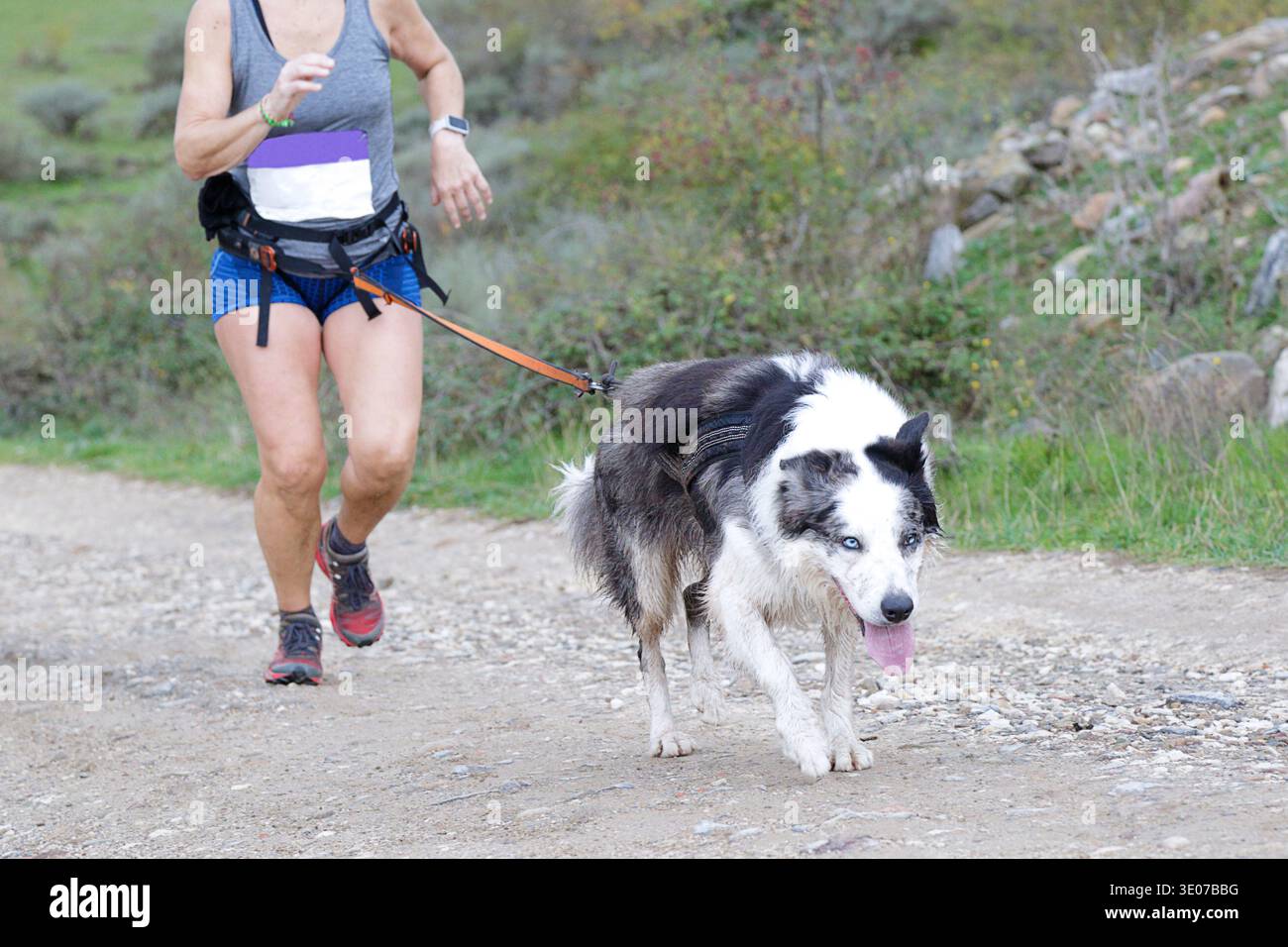 Donna che corre con il suo cane durante una gara di canicross Foto Stock