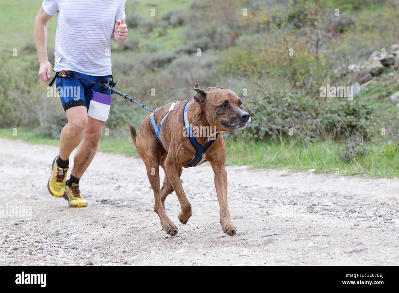 Uomo e cane che gareggiano in una gara di canicross Foto Stock