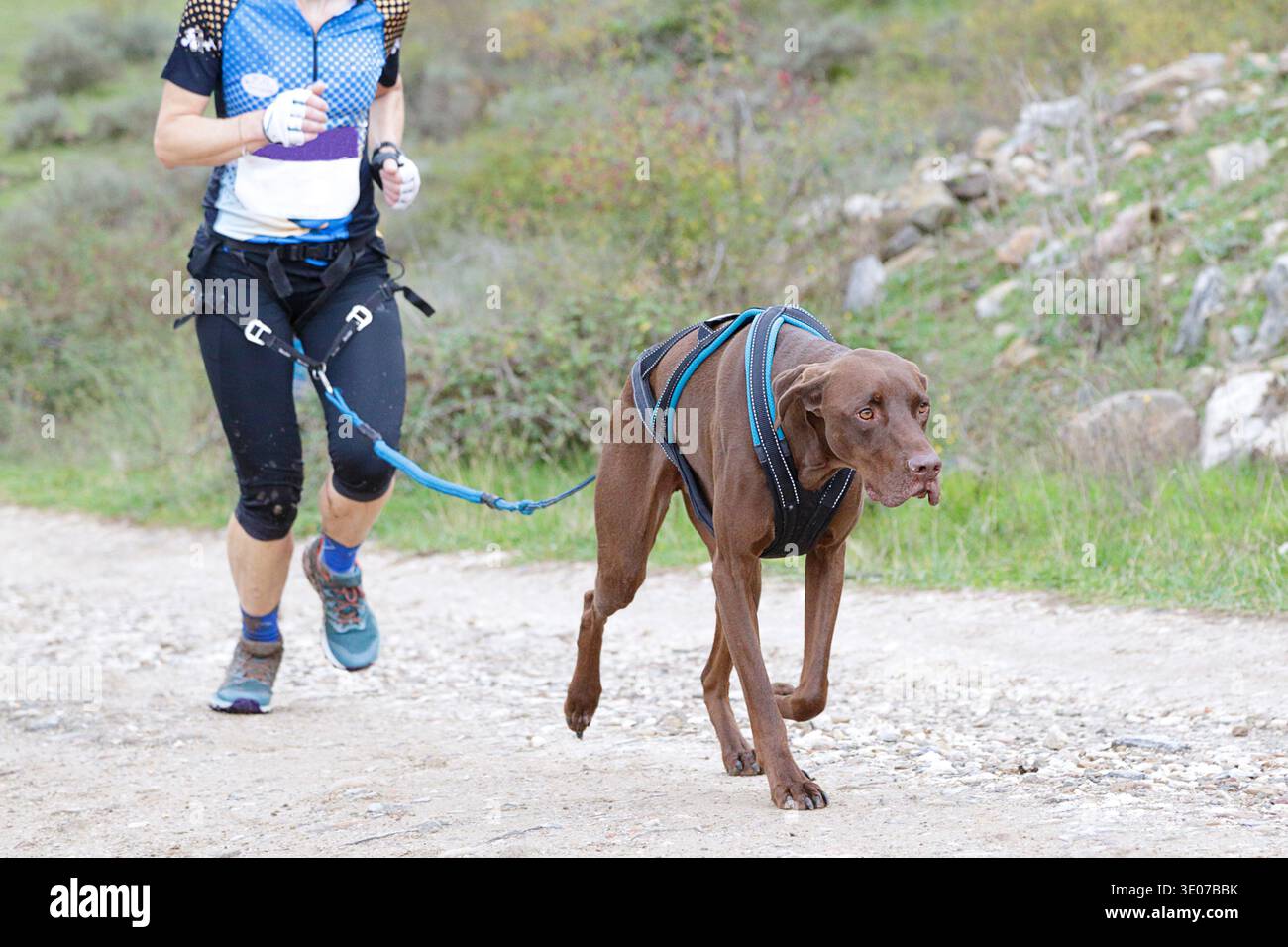 Cane e donna che partecipano a una corsa di canicross Foto Stock