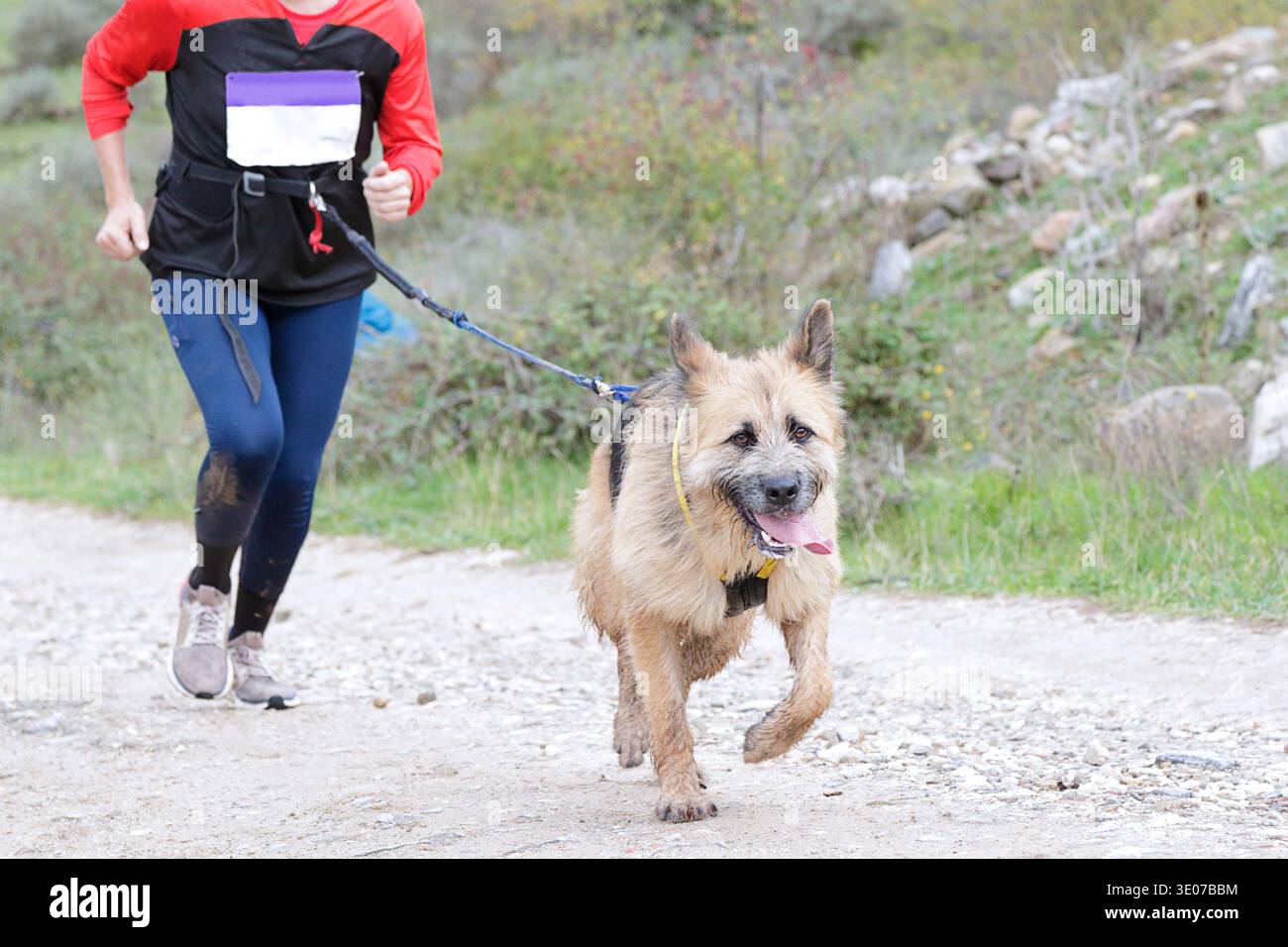 Donna e cane che gareggiano in una gara di canicross Foto Stock
