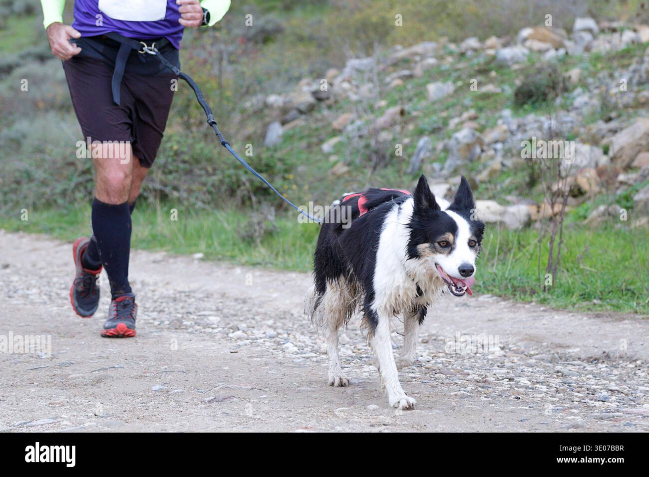 Uomo che partecipa con il suo cane a un popolare evento di canicross Foto Stock