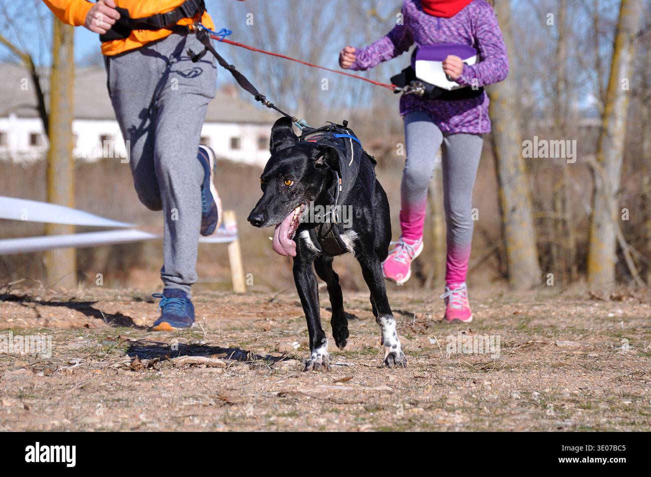 Uomo che corre con sua figlia e il suo cane durante una corsa di canicross Foto Stock