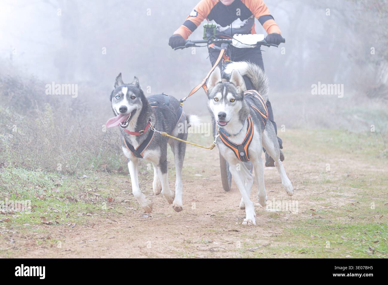 Donna che corre con il suo cane su uno scooter durante una gara di canicross in una giornata nuvolosa Foto Stock