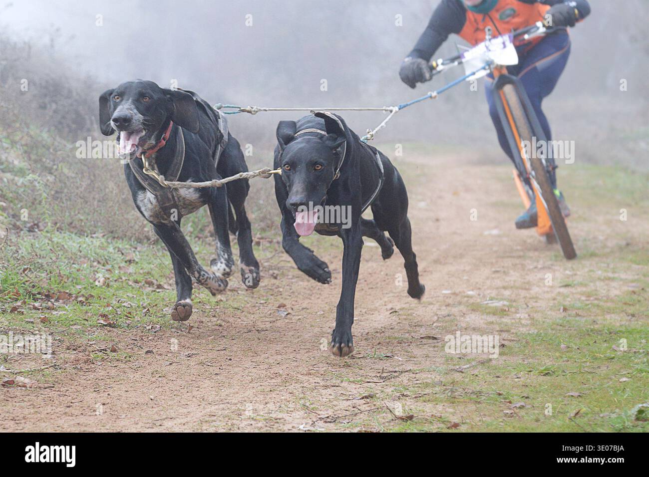 Uomo che corre con il suo cane su uno scooter durante una gara di canicross in una giornata nuvolosa Foto Stock
