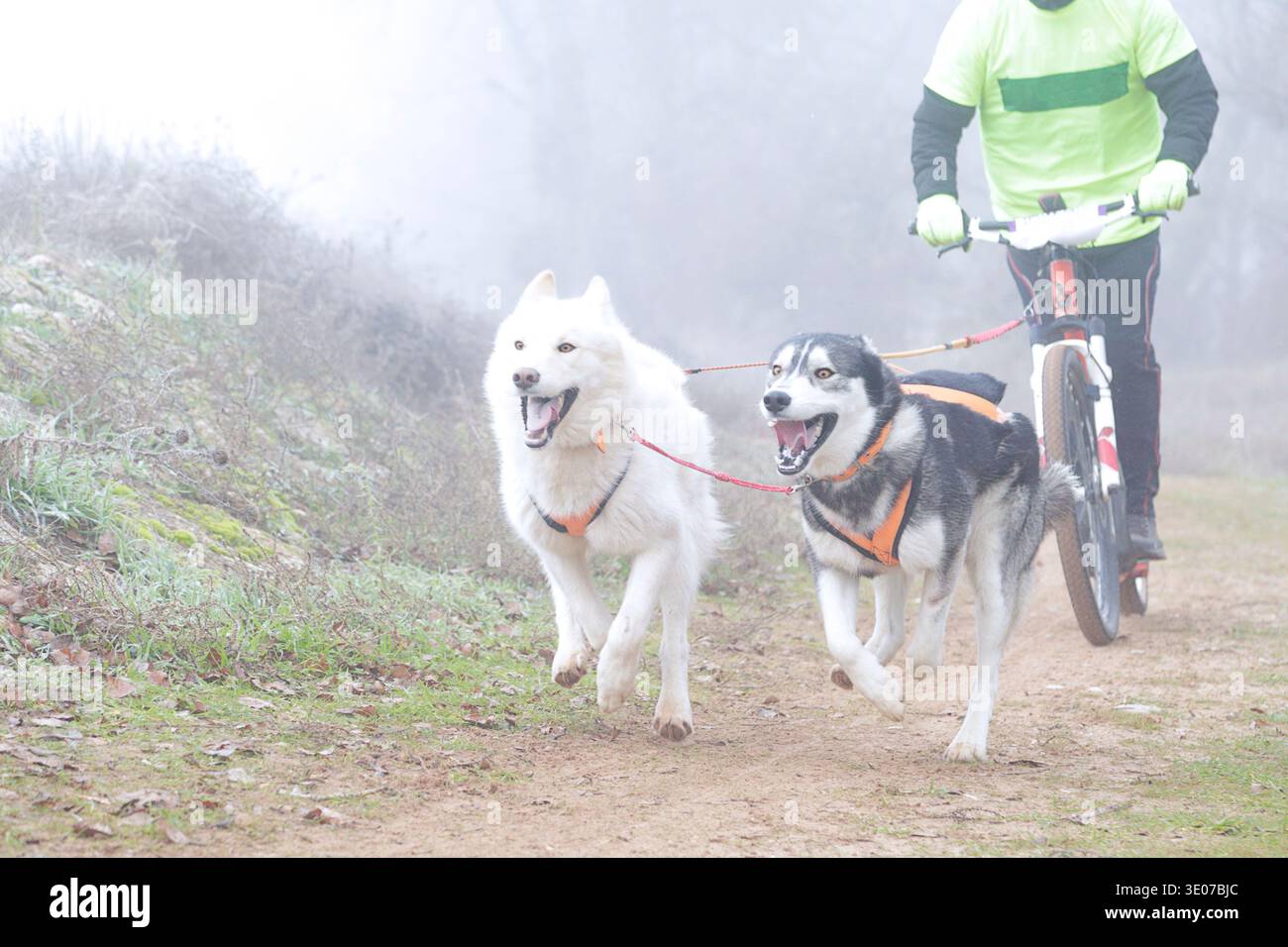 Uomo che corre con il suo cane su uno scooter durante una gara di canicross in una giornata nuvolosa Foto Stock