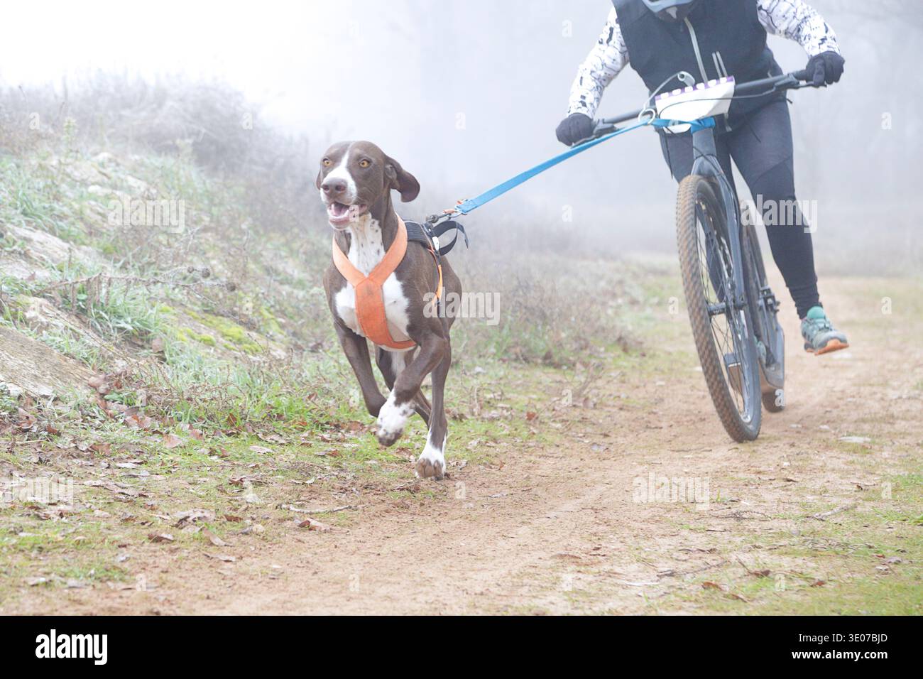 Donna che corre con il suo cane su uno scooter durante una gara di canicross in una giornata nuvolosa Foto Stock