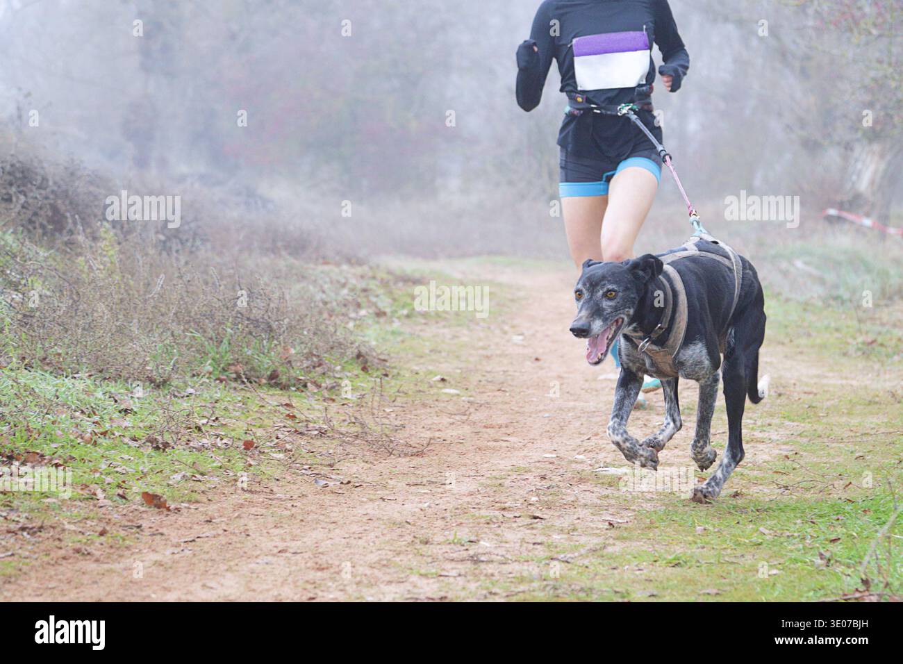 Donna che corre veloce con il suo cane in una gara di canicross Foto Stock