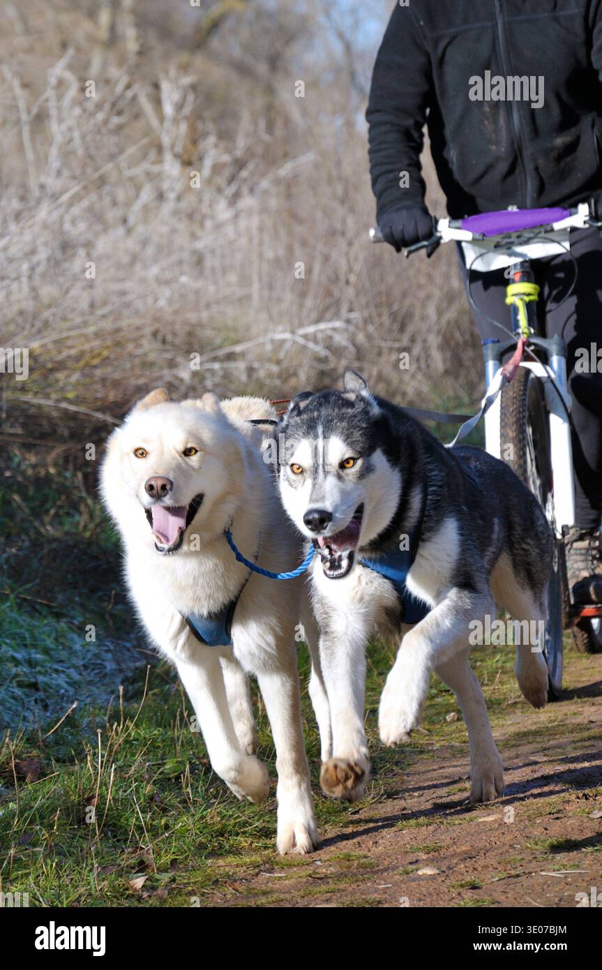 Uomo che corre con il suo cane su uno scooter durante una gara di canicross Foto Stock