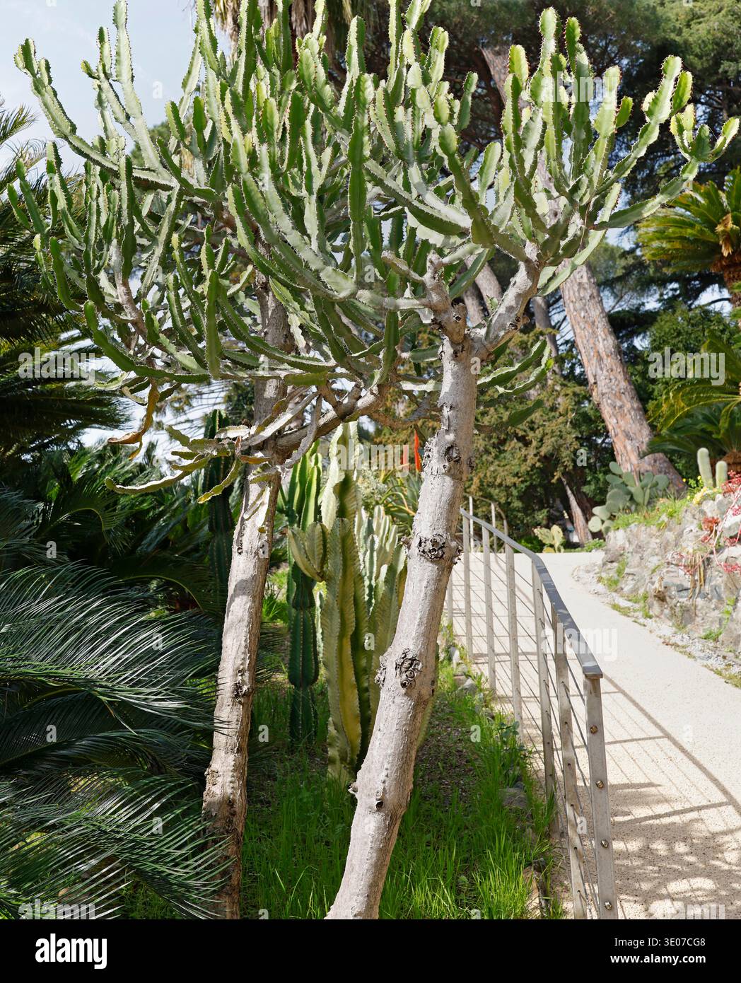 Candelabro alto sprigiona gli alberi lungo il sentiero di ghiaia nel Parco di Villa Rocca. Il candelabro Euphorbia maturo succulenta con spessi tronchi legnosi e. Foto Stock