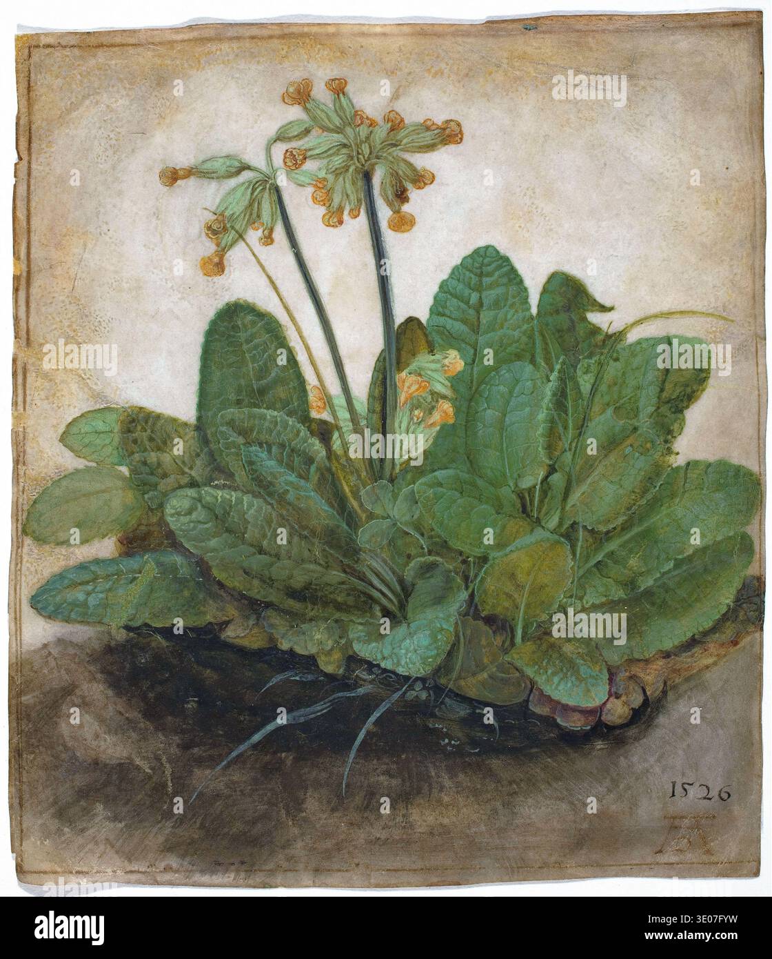 Questo squisito dipinto ad acquerello, 'Tuft of Cowslips' di Albrecht Dürer, risale al 1526 e mostra la sua meticolosa attenzione ai dettagli botanici. L'opera ritrae un gruppo di vivaci piante di vacca con le loro caratteristiche foglie verdi e delicati fiori giallo-arancio. Foto Stock