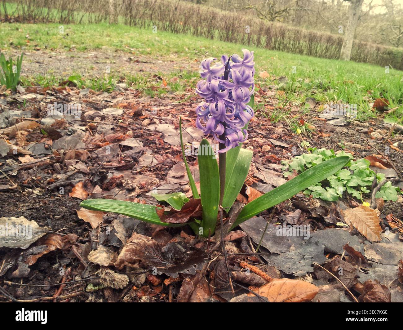 Giacinto viola che cresce attraverso la lettiera delle foglie, ravvicinata fioritura Vivida singola che sorge dal suolo umido e foglie marroni in decomposizione, sfondo primaverile del parco, Foto Stock