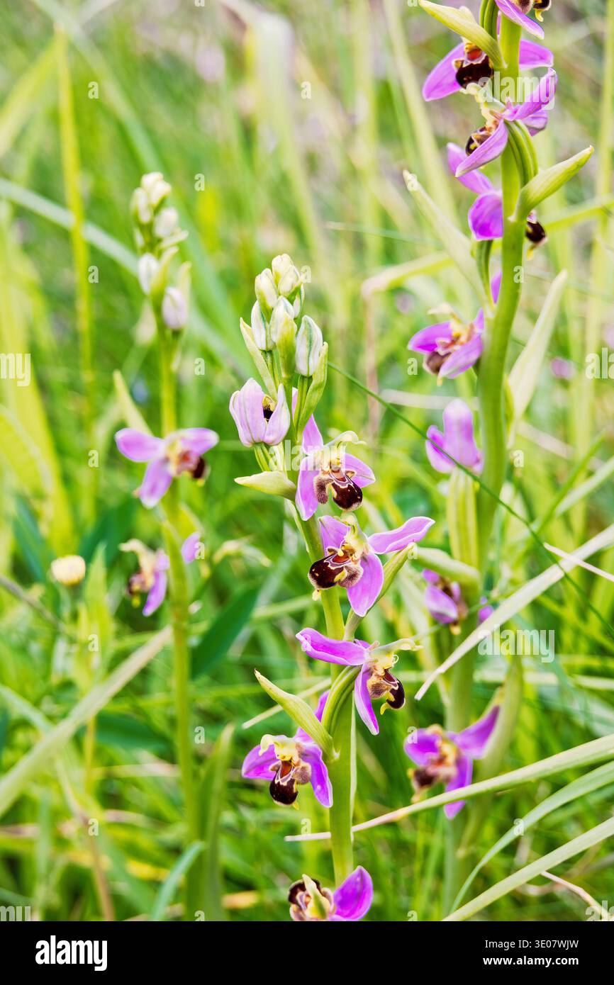 Primo piano ai fiori di orchidea di api in fiore su un prato Foto Stock