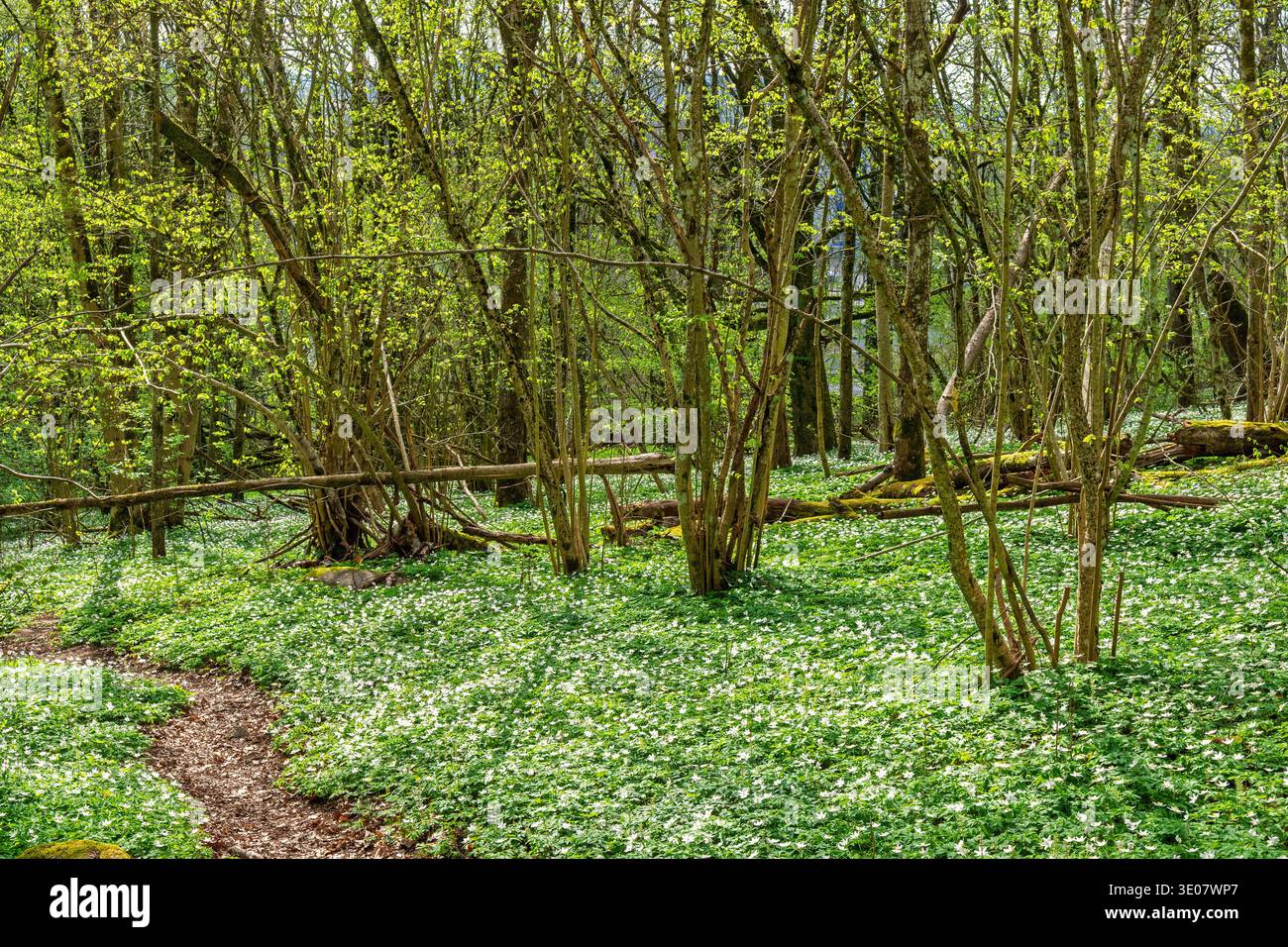 Una foresta verdeggiante una giornata di primavera soleggiata Foto Stock