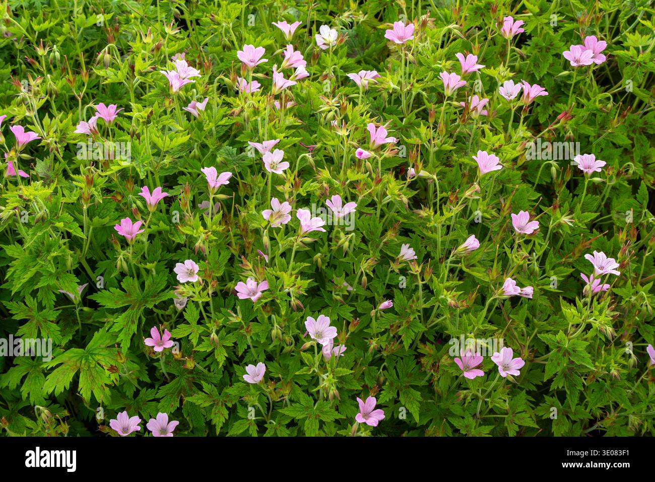Geranium x oxonianum "A T Johnson" una pianta estiva in fiore con un fiore rosa estivo comunemente noto come gru, immagine fotografica di stock di giardinaggio Foto Stock