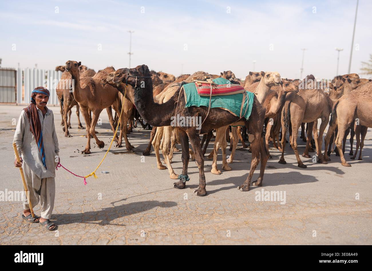 Al grande mercato dei cammelli di Buraida / Buraydah, Arabia Saudita Foto Stock