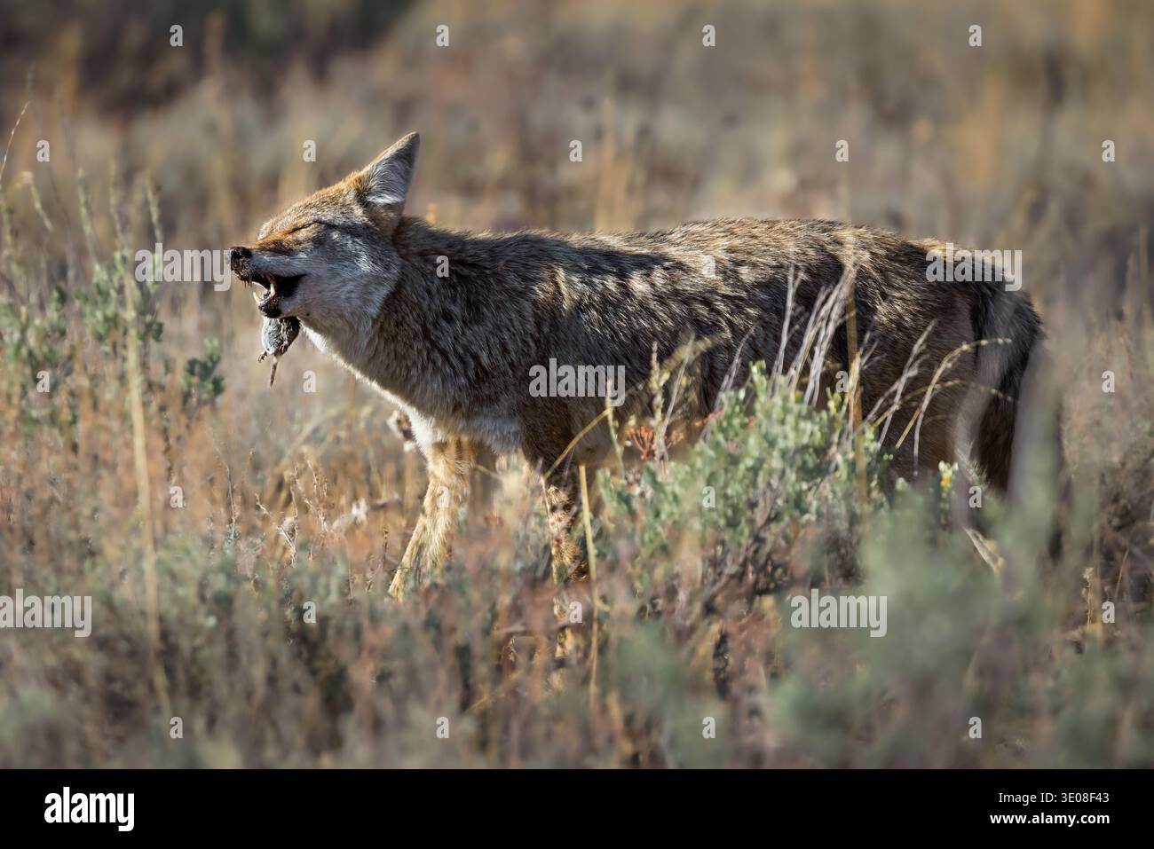 Il Coyote (Canis latrans) caccia e mangia un topo nel pennello, Grand Teton National Park, Wyoming, Stati Uniti Foto Stock