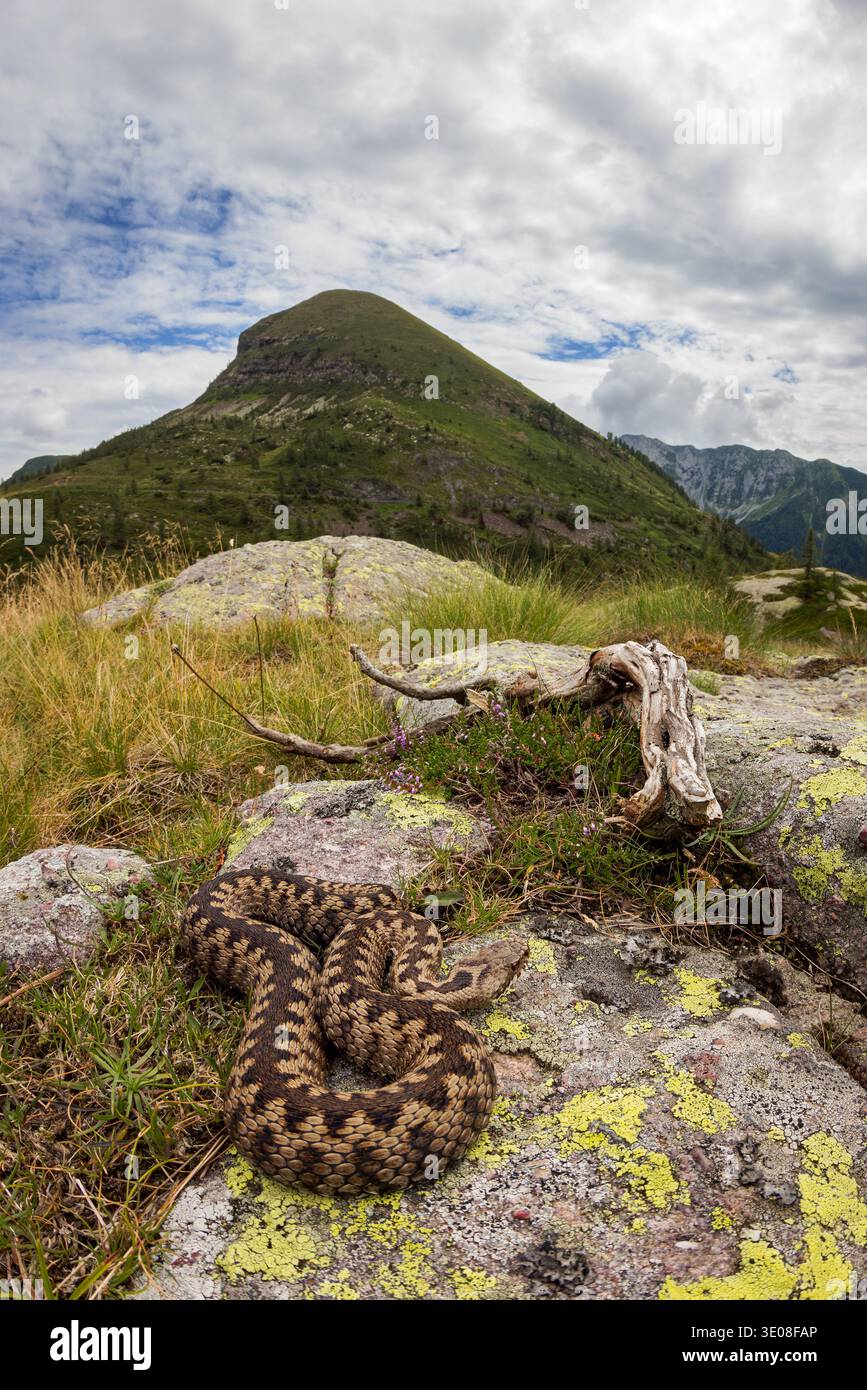 Scala europea (Vipera berus) su una roccia in un tipico paesaggio alpino, vista verticale grandangolare, montagne Orobie, Alpi italiane Foto Stock