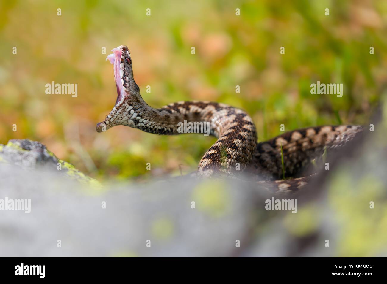 Adder europeo (Vipera berus) con le sue ganasce spalancate come se si mordesse, vista laterale Foto Stock