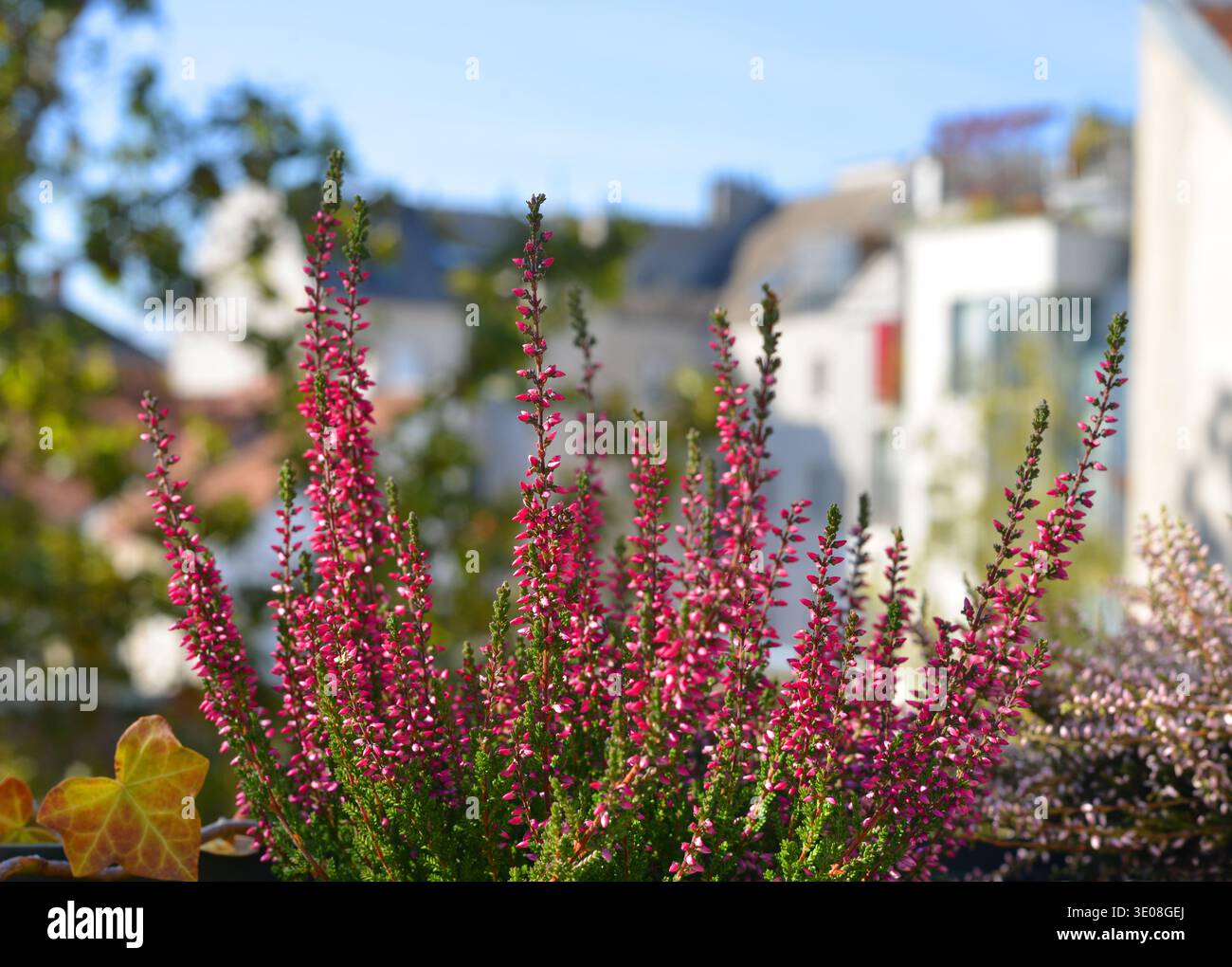 La bella calluna vulgaris pianta in un balcone Foto Stock