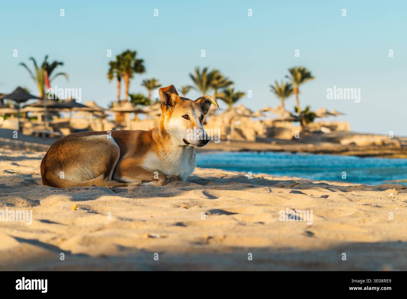 Cane randagio che si rilassa sulla spiaggia di sabbia vicino a un resort tropicale e alle palme sul mare Foto Stock