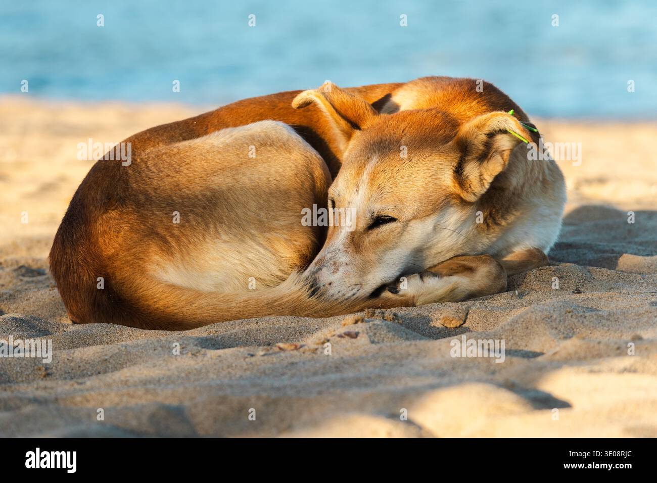 Cane randagio che dorme tranquillamente sulla spiaggia sabbiosa vicino al mare, sotto la luce calda del sole Foto Stock