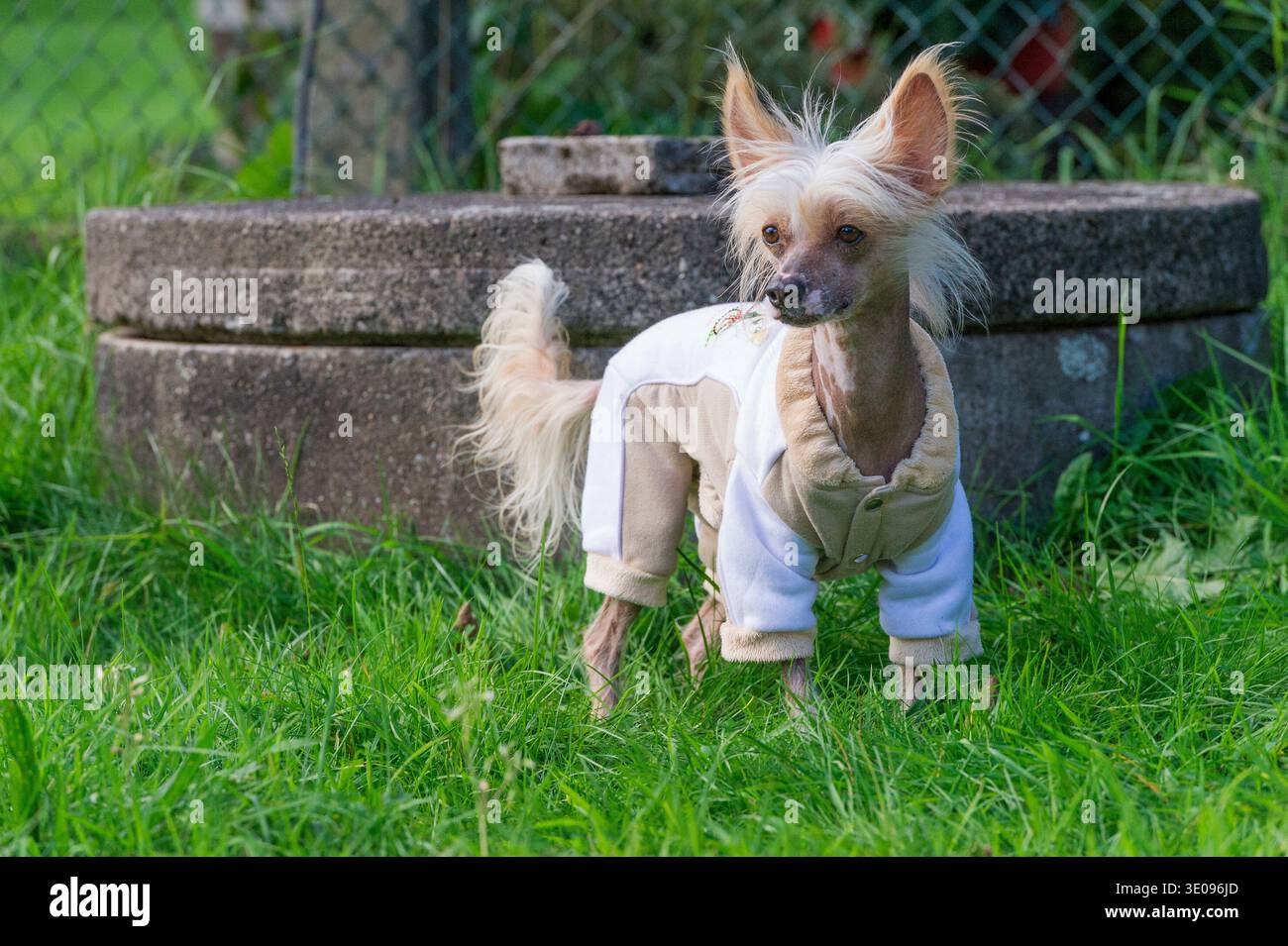 Chinese Crested nei suoi nuovi vestiti per cani Foto Stock