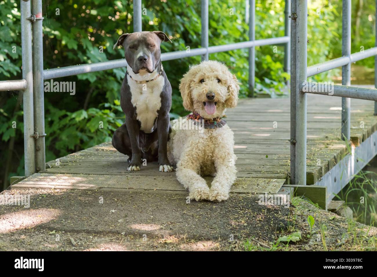 American Staffordshire Terrier e Labradoodle insieme su un ponte di legno Foto Stock