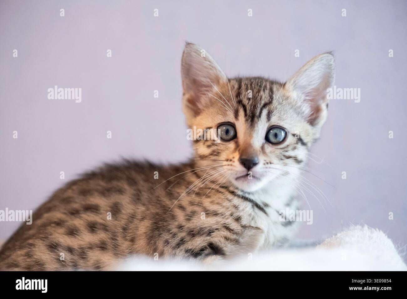 Ritratto di un gattino egiziano Mau Foto Stock