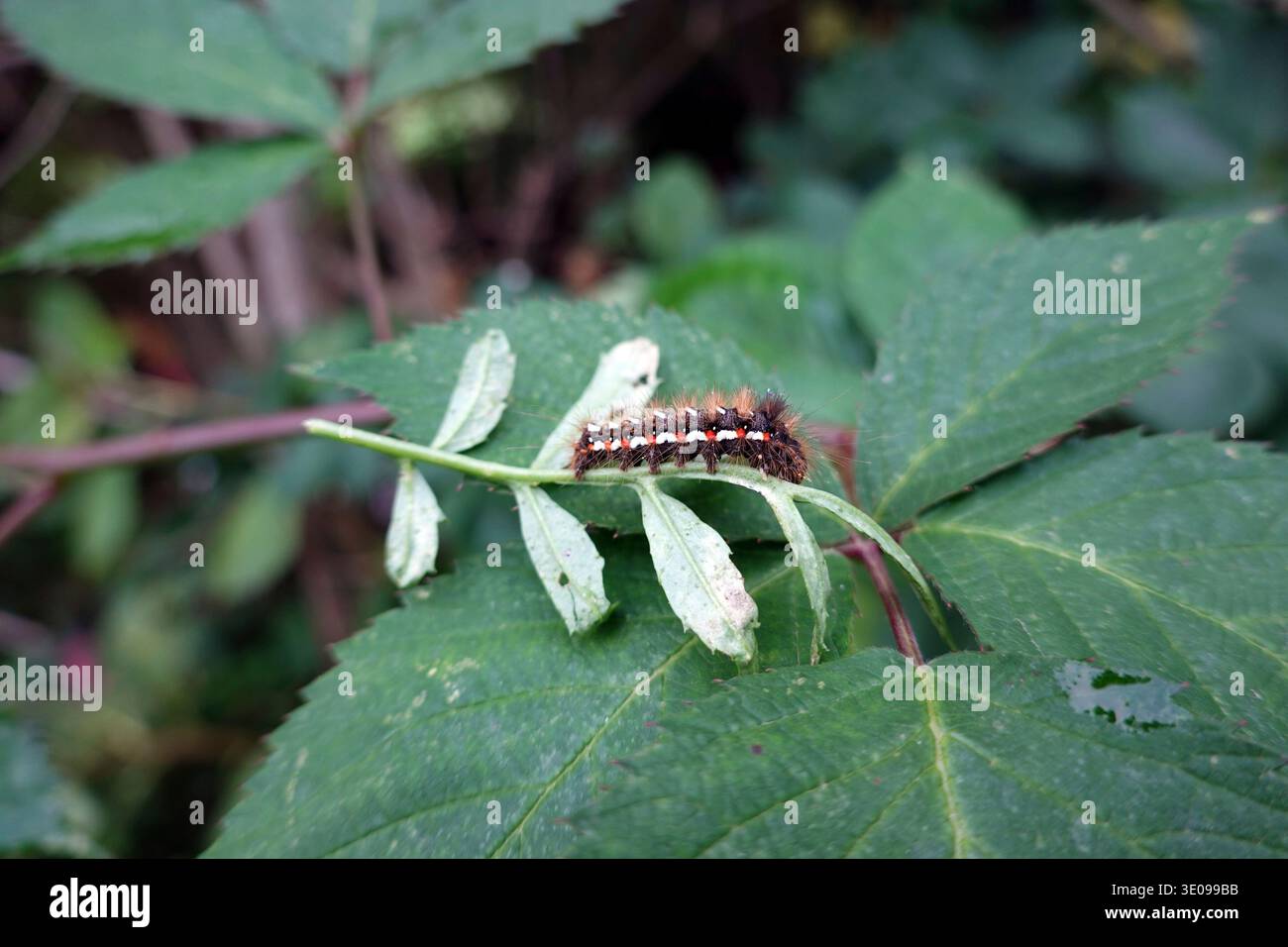 Bruco di un gufo di corteccia di banchina o di un gufo di banchina (Acronicta rumicis), Foto Stock
