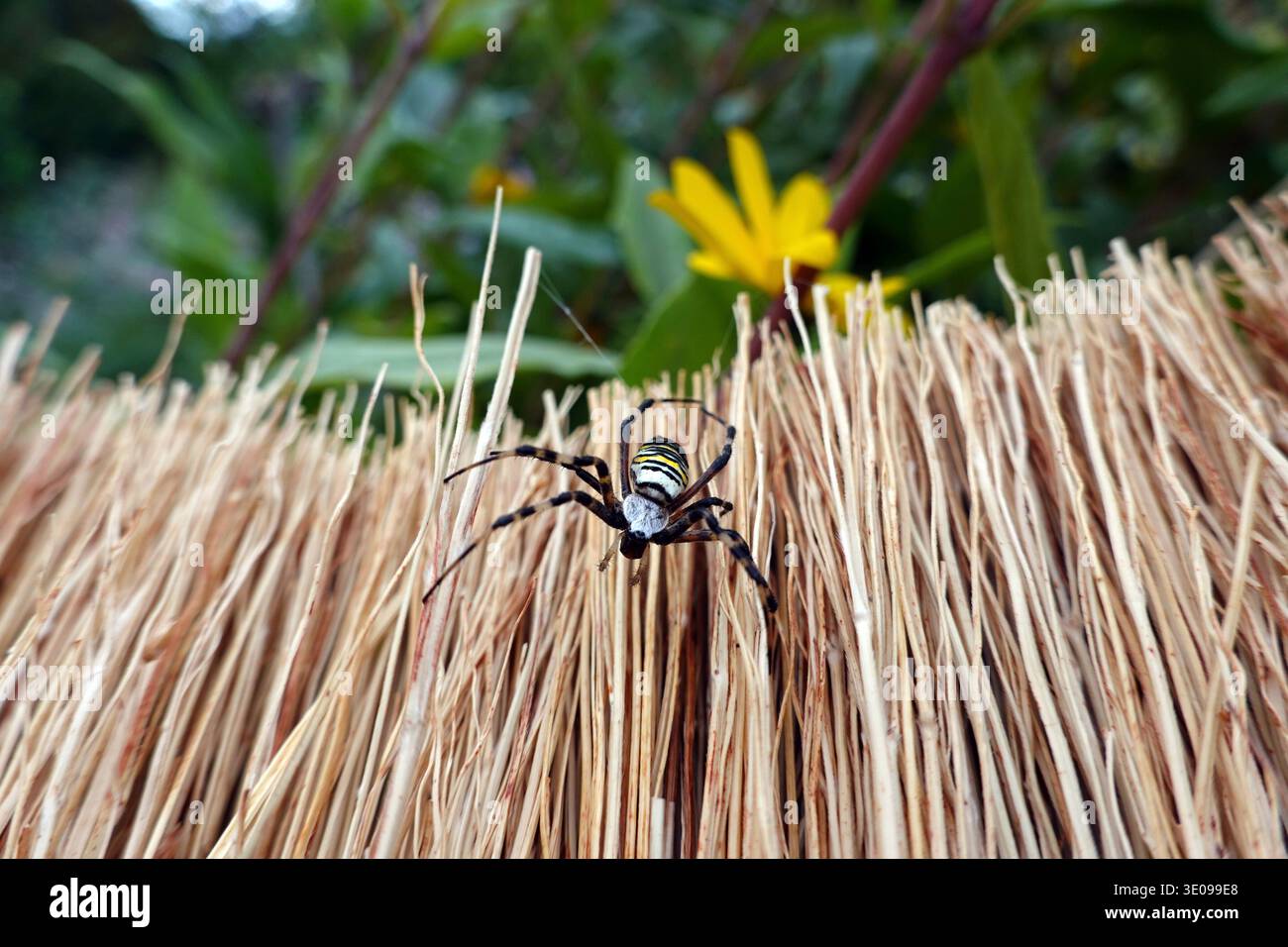 Wasp spider (Argiope bruennichi) Foto Stock